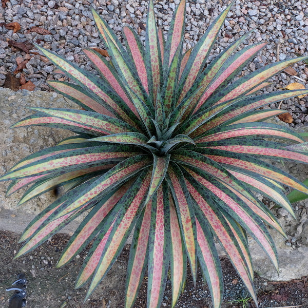 Image of Mangave 'Pineapple Upside Down Cake' taken at Juniper Level Botanic Gdn, NC by JLBG