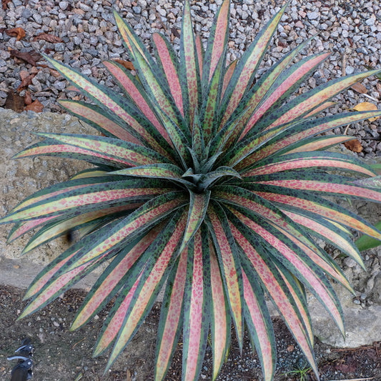Image of Mangave 'Pineapple Upside Down Cake' taken at Juniper Level Botanic Gdn, NC by JLBG