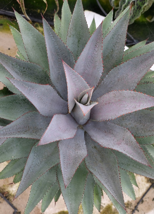 Image of Mangave 'Purple People Eater' PP 29,949 taken at Walters Gardens, MI