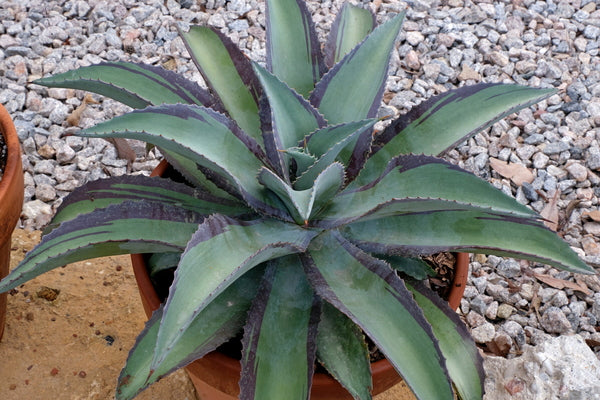 Image of Mangave 'Queen for a Day' PP 32,711 taken at Juniper Level Botanic Gdn, NC by JLBG