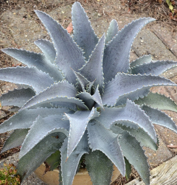 Image of Mangave 'Silver Fox' PP 29,642 taken at Walters Gardens, MI by Walters Gardens