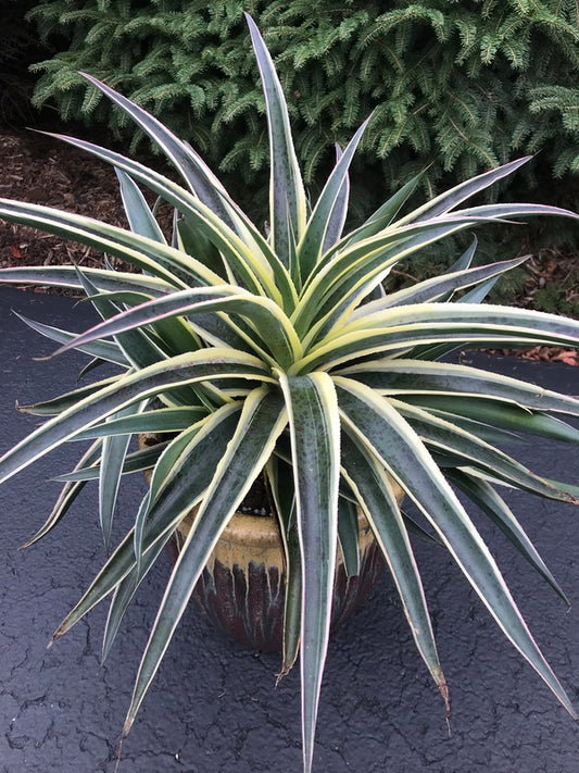 Image of Mangave 'Snow Leopard' PP 31,137 taken at Juniper Level Botanic Gdn, NC by H. Hansen