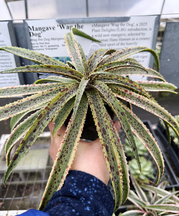 Image of Mangave 'Wag the Dog'