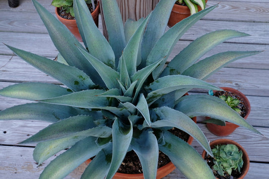 Image of Mangave 'Whale Tale' PP 31,060 taken at Juniper Level Botanic Gdn, NC by JLBG