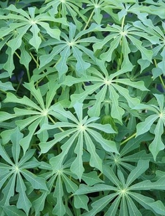 Image of Manihot grahamii taken at Juniper Level Botanic Gdn, NC by JLBG