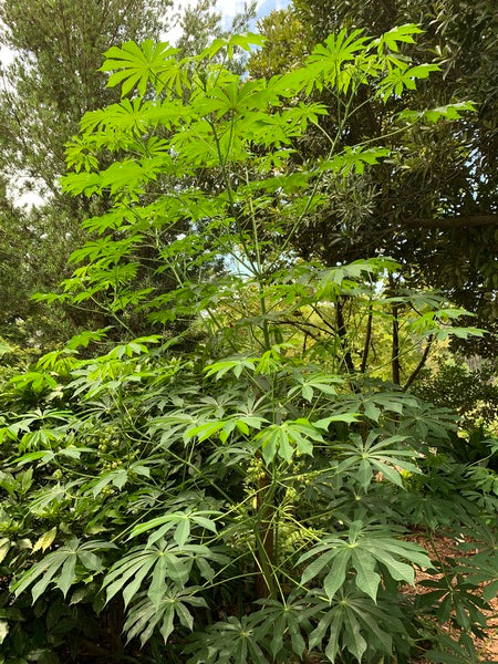 Image of Manihot grahamii taken at Juniper Level Botanic Gdn, NC by Lidia Churakova