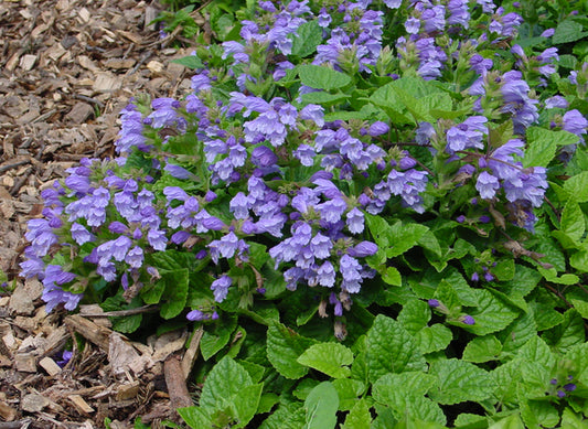 Image of Meehania cordata taken at New Moon Nsy, PA by New Moon Nursery