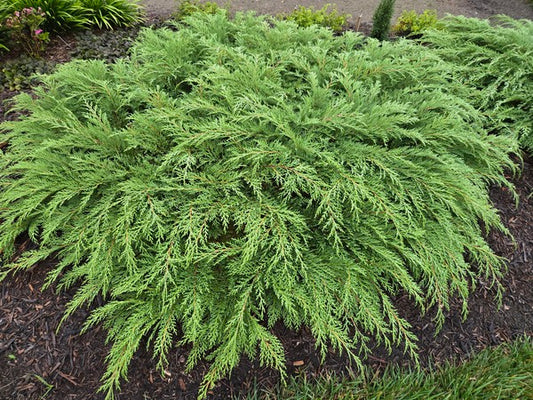 Image of Microbiota decussata 'Prides' taken at Juniper Level Botanic Gdn, NC by JLBG