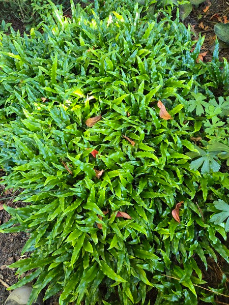 Image of Microsorum buergerianum 'Datun' taken at Juniper Level Botanic Garden, Raleigh NC by JLBG