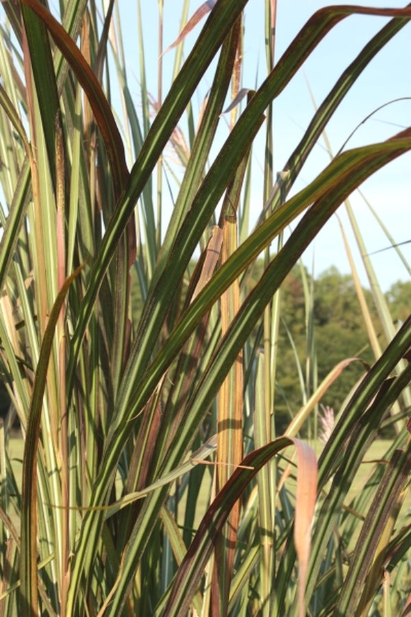 Image of Miscarum 'Purple People Greeter' taken at Juniper Level Botanic Gdn, NC by JLBG