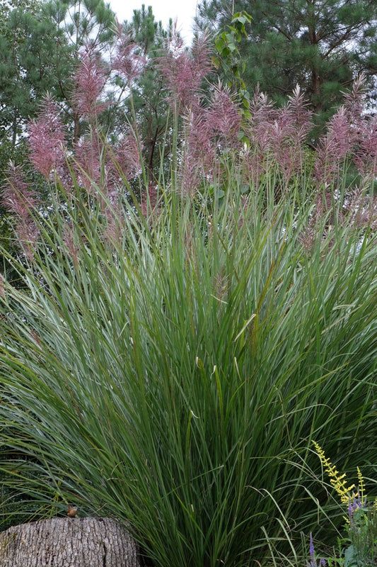 Image of Miscarum 'Purple People Greeter' taken at Juniper Level Botanic Gdn, NC by JLBG