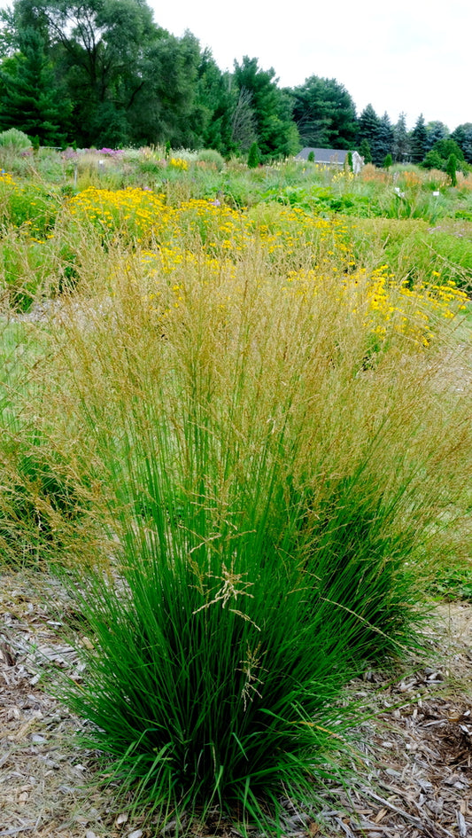 Image of Molinia caerulea 'Moorflamme' taken at Walters Gardens, MI by JLBG