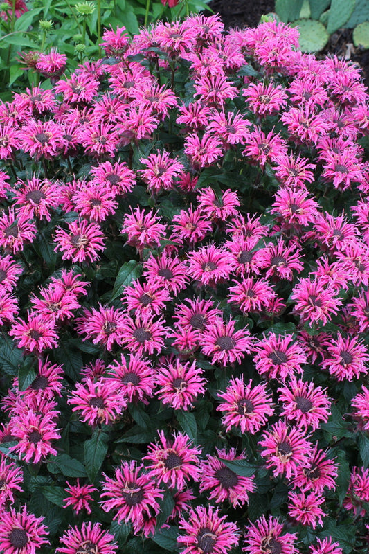Image of Monarda 'Bubblegum Blast' PP 27,497 taken at Juniper Level Botanic Gdn, NC by JLBG