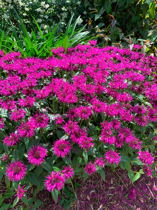 Image of Monarda 'Electric Neon Purple' PP 34,512 taken at Juniper Level Botanic Garden, Raleigh NC by Lidia Churakova
