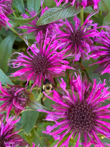 Image of Monarda 'Electric Neon Purple' PP 34,512 taken at Juniper Level Botanic Garden, Raleigh NC by Lidia Churakova