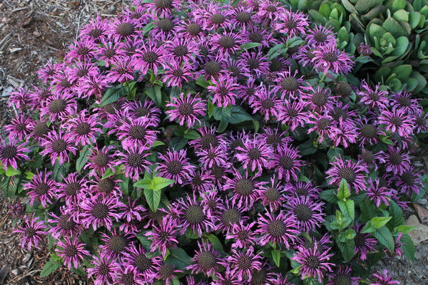 Image of Monarda 'Leading Lady Plum' PP 26,447 taken at Juniper Level Botanic Gdn, NC by JLBG