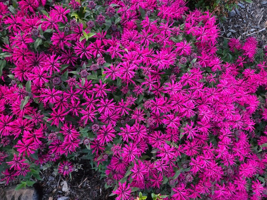 Image of Monarda 'Leading Lady Razzberry' PP 34,130 taken at Juniper Level Botanic Gdn, NC by JLBG
