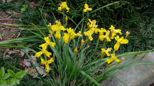 Image of Moraea huttonii taken at Juniper Level Botanic Gdn, NC by JLBG