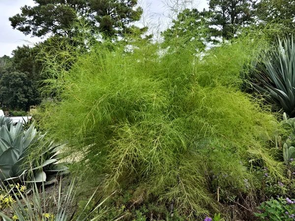 Muhlenbergia dumosa 'Patagonia'