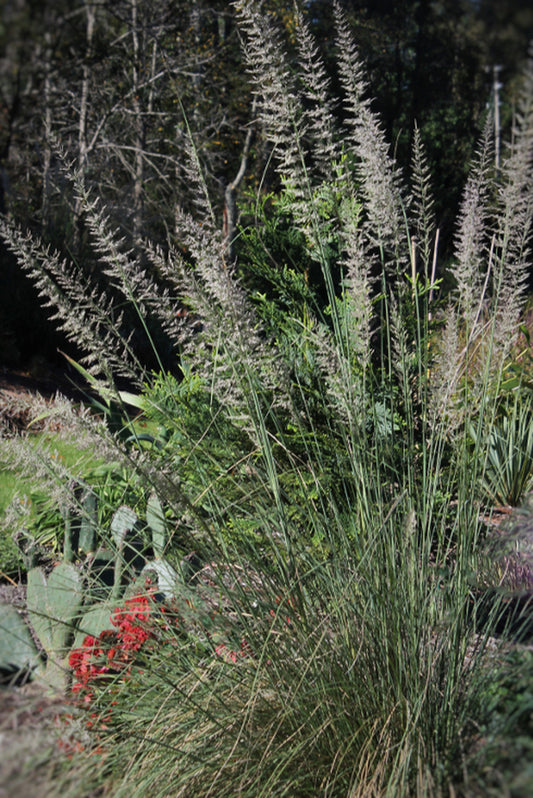 Image of Muhlenbergia lindheimeri