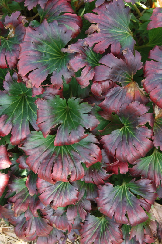 Image of Mukdenia rossii 'Karasuba' taken at Walters Gardens, MI