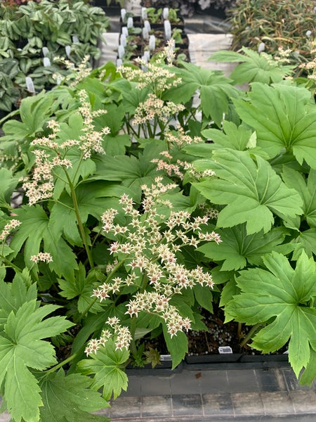 Image of Mukdenia rossii 'Karasuba' taken at Juniper Level Botanic Gdn, NC by Lidia Churakova