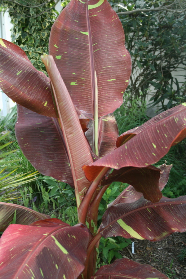 Image of Musa 'Siam Ruby' taken at Juniper Level Botanic Gdn, NC by JLBG