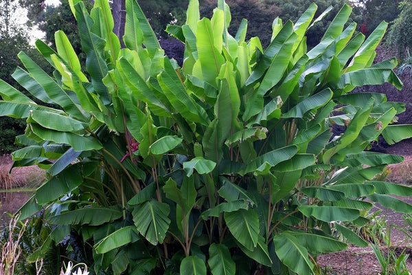 Image of Musa velutina taken at Juniper Level Botanic Gdn, NC by JLBG