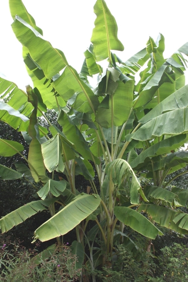 Image of Musa yunnanensis taken at Juniper Level Botanic Gdn, NC by JLBG