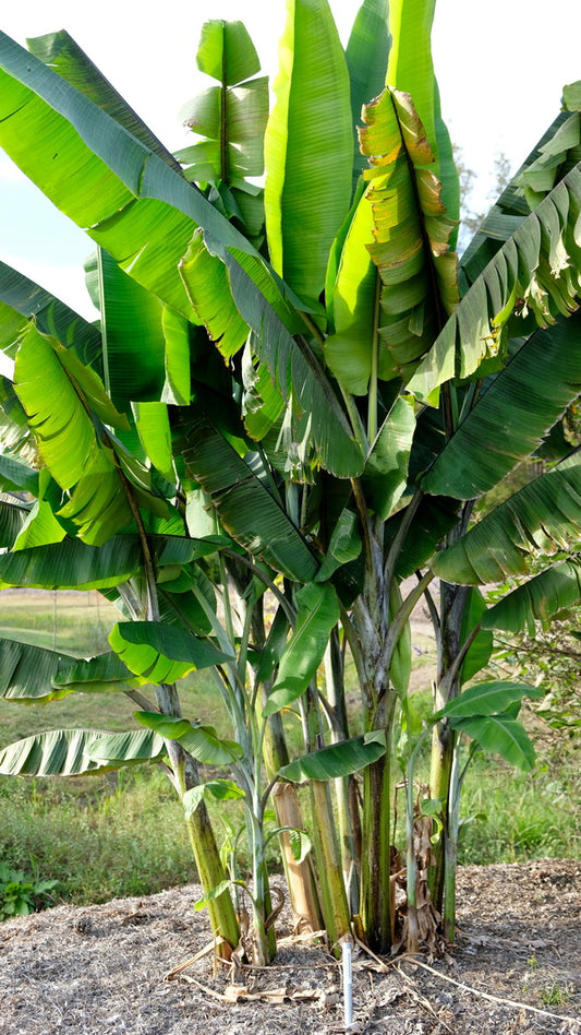 Image of Musa yunnanensis taken at Juniper Level Botanic Gdn, NC by JLBG