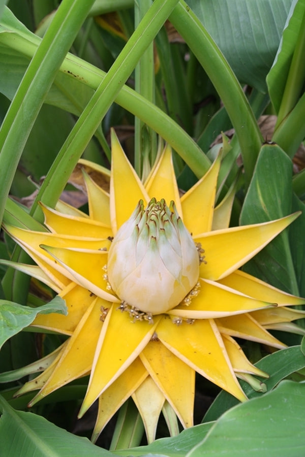 Musella lasiocarpa | Chinese Yellow Banana