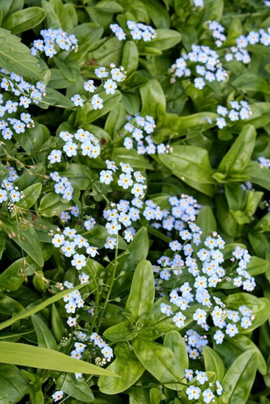 Image of Myosotis palustris 'Southern Blues' taken at Juniper Level Botanic Gdn, NC by JLBG