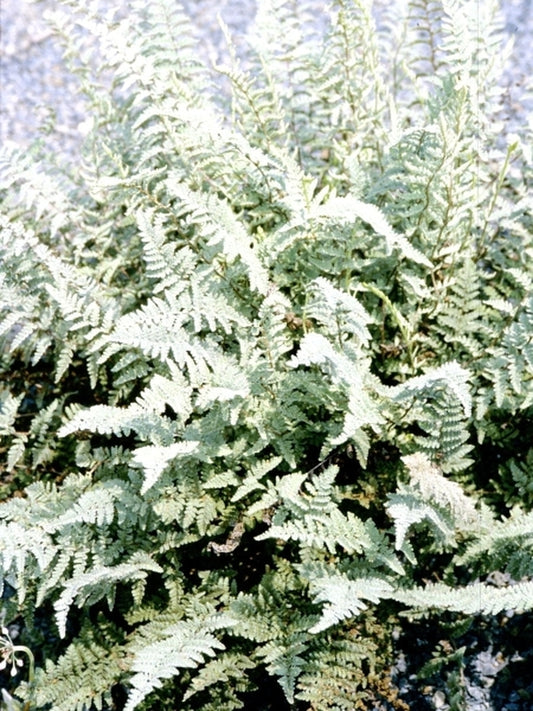 Image of Myriopteris rufa 'Davis Mountains' taken at Juniper Level Botanic Gdn, NC by JLBG