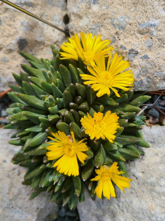 Image of Nananthus vittatus taken at Juniper Level Botanic Gdn, NC by JLBG