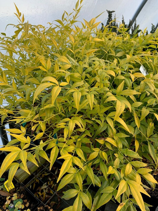 Image of Nandina domestica 'Brightlight' PP 29,293 taken at Juniper Level Botanic Gdn, NC by C. Hardison