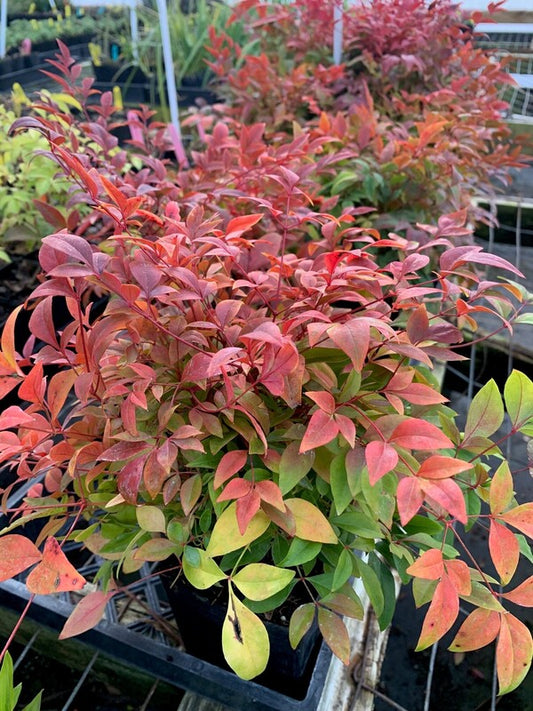 Image of Nandina domestica 'Little Flick' PP 26,276 taken at Juniper Level Botanic Gdn, NC by C. Hardison