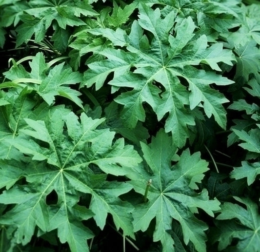 Image of Napaea dioica