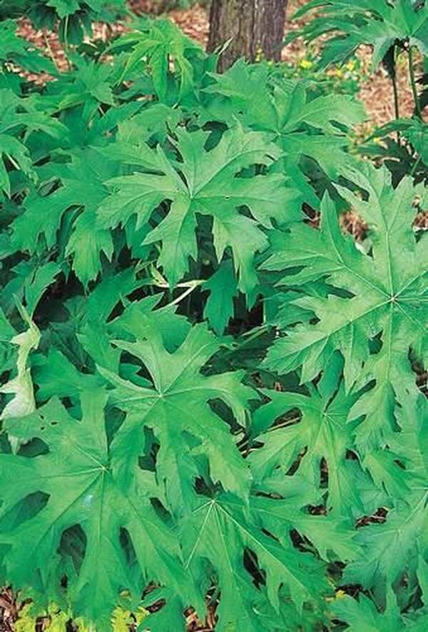 Image of Napaea dioica taken at Companion Plants, OH