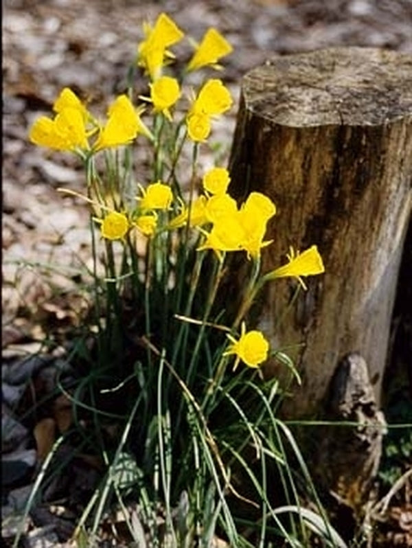 Image of Narcissus bulbicodium var. conspicuous taken at Juniper Level Botanic Gdn, NC by JLBG