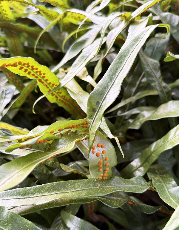 Image of Neolepisorus fortunei 'Green Ribbons' taken at Juniper Level Botanic Garden, Raleigh NC by Lidia Churakova
