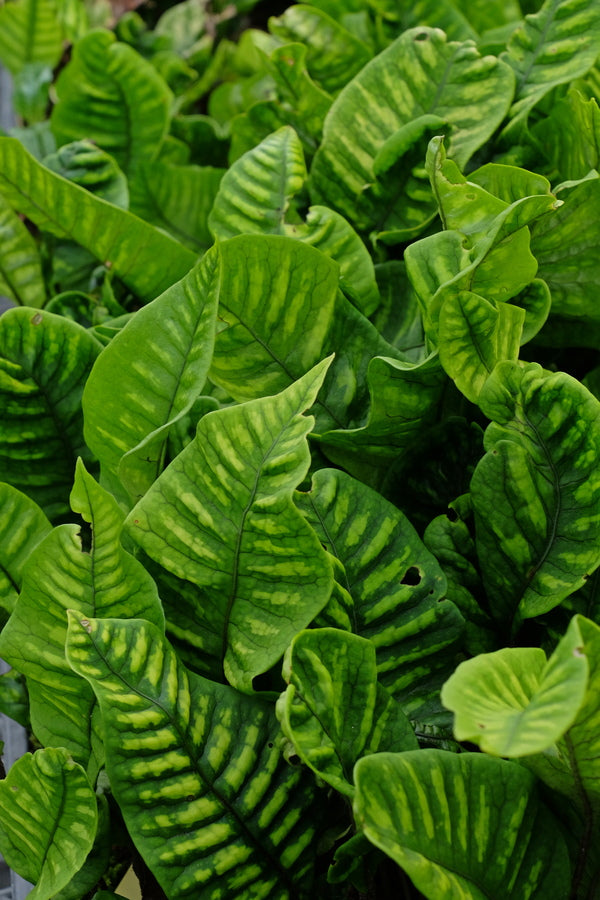 Image of Neolepisorus truncatus 'Lemon Lime' taken at Juniper Level Botanic Gdn, NC by JLBG