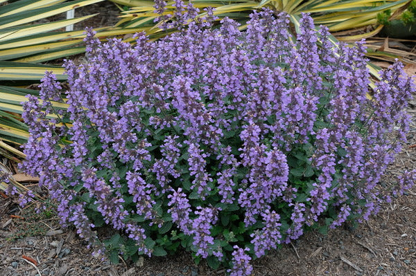 House on the hill / Pajamas（Flower） 90 Nepeta 'Cat's Pajamas' Catmint – Wayside Gardens