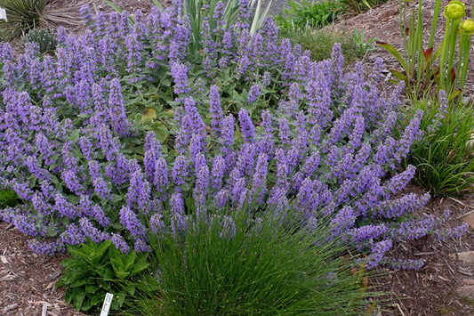 Image of Nepeta 'Purple Haze' PP 23,180