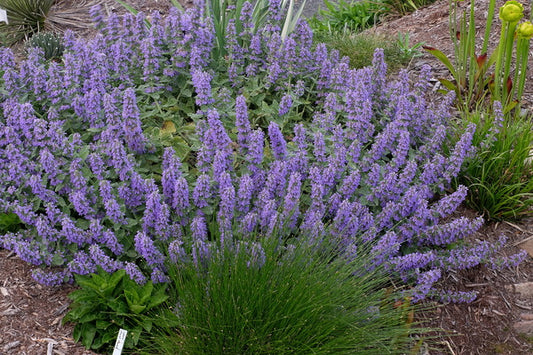 Image of Nepeta 'Purple Haze' PP 23,180