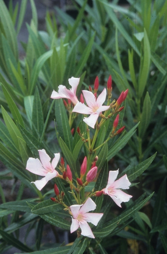 Image of Nerium oleander 'Hardy Pink' taken at Juniper Level Botanic Gdn, NC by JLBG