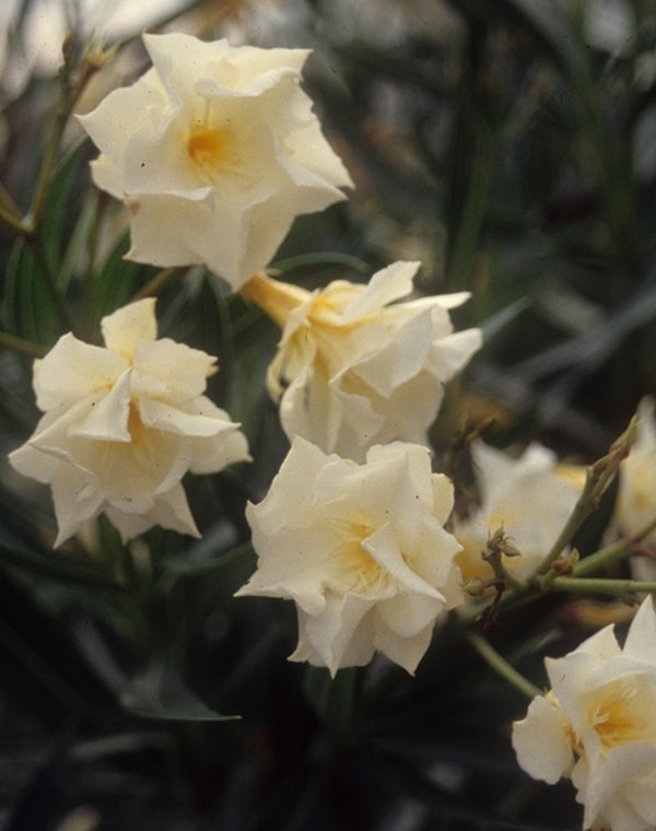 Image of Nerium oleander 'Mathilde Ferrier' taken at Juniper Level Botanic Gdn, NC by JLBG