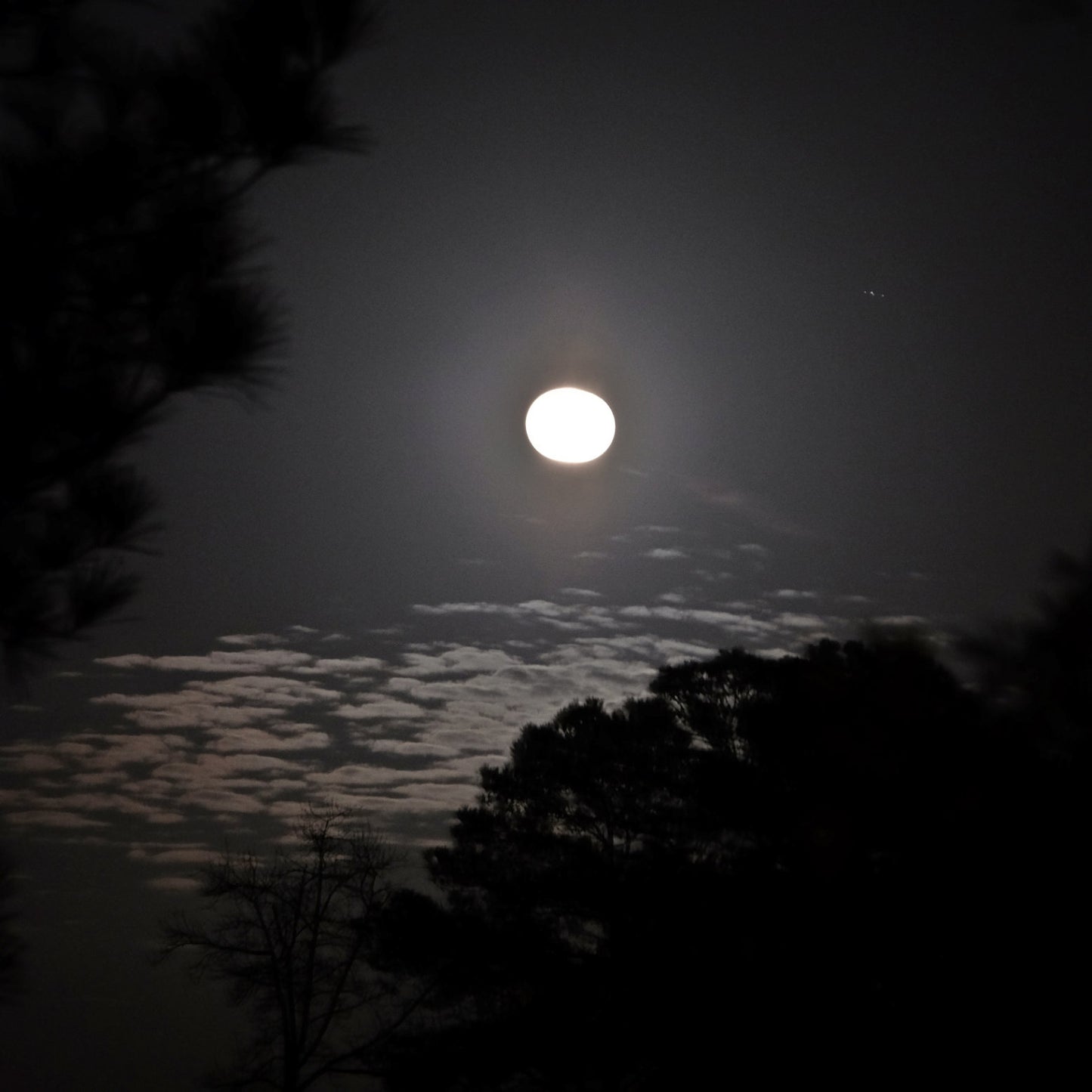 Dark Shadows - The Natural Garden World by Moonlight