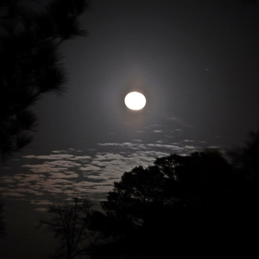 Dark Shadows - The Natural Garden World by Moonlight