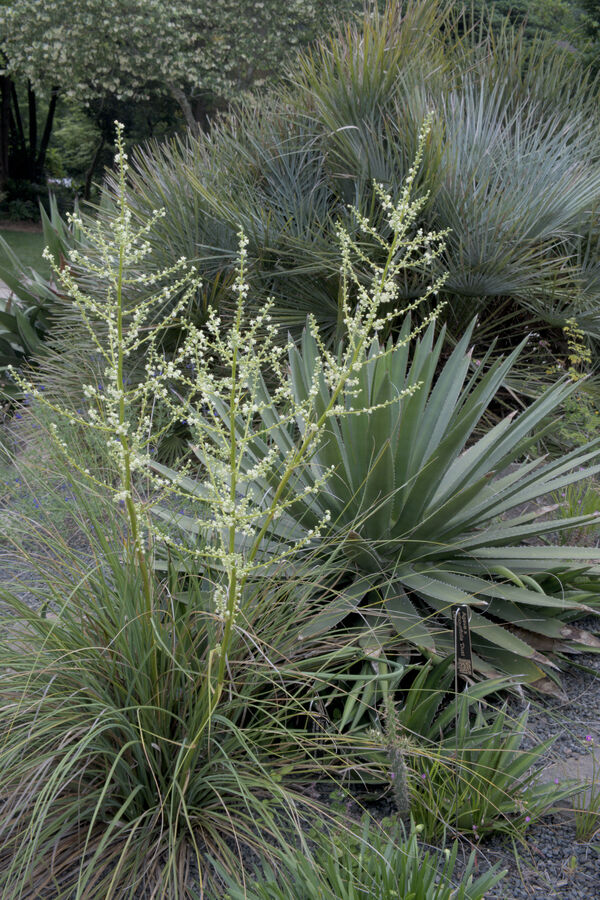 Image of Nolina lindheimeriana 'Fayette' taken at Juniper Level Botanic Gdn, NC by JLBG