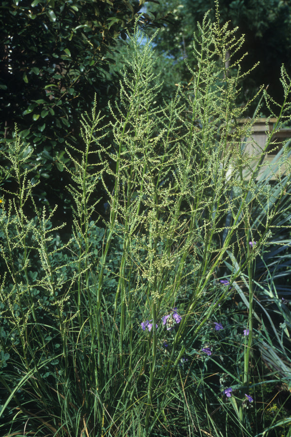 Image of Nolina lindheimeriana taken at Sauls Road